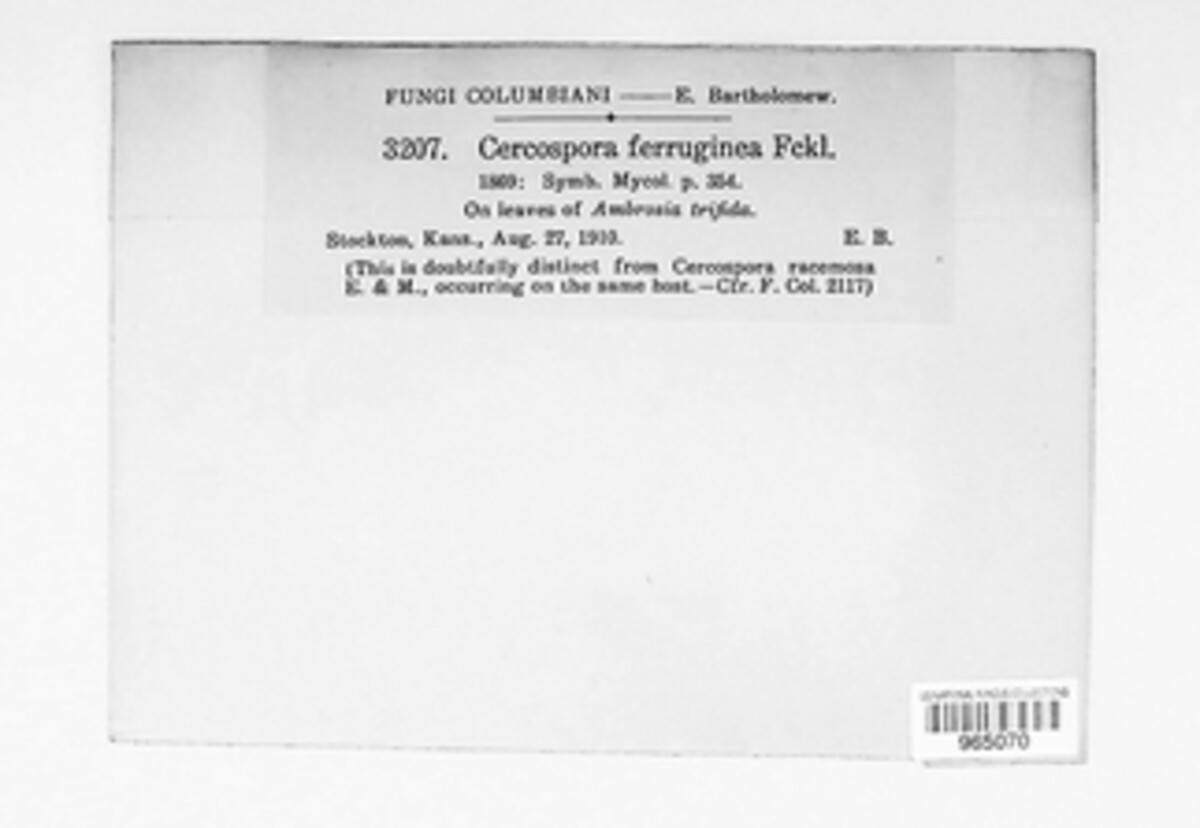 Ragnhildiana ferruginea image